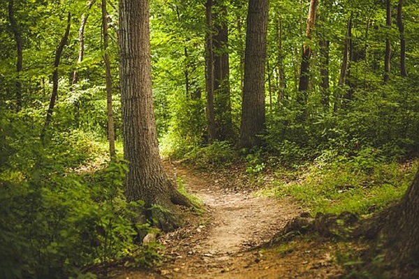 Un chemin dans une forêt verte